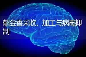 郁金香采收、加工与病毒抑制