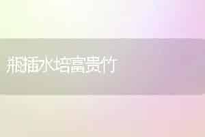 瓶插水培富贵竹