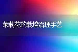 茉莉花的栽培治理手艺