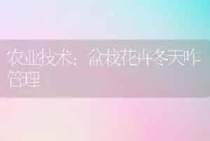 农业技术:盆栽花卉冬天咋管理