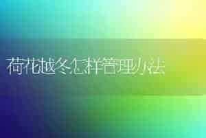 荷花越冬怎样管理办法