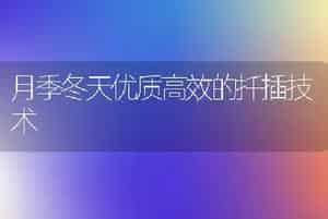 月季冬天优质高效的扦插技术