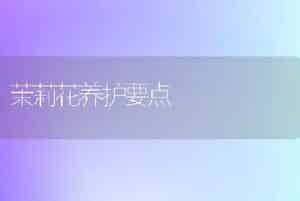茉莉花养护要点