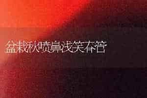盆栽秋喷鼻浅笑春管