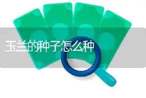 玉兰的种子怎么种