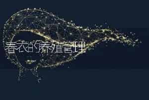 瓜叶菊栽培手艺