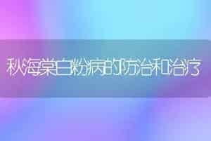 秋海棠白粉病的防治和治疗