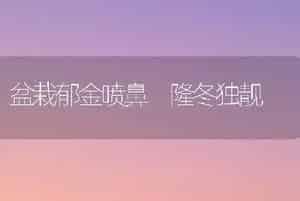 盆栽郁金喷鼻 隆冬独靓