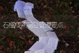 石榴成熟前后管理要点