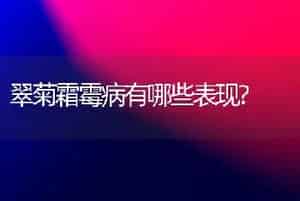 翠菊霜霉病有哪些表现?