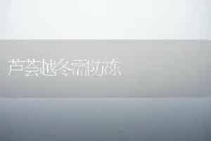 芦荟越冬需防冻