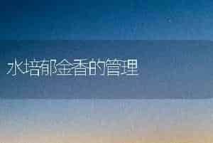 水培郁金香的管理