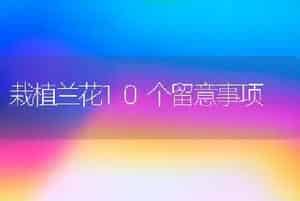 栽植兰花10个留意事项