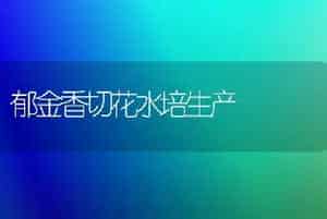 郁金香切花水培生产