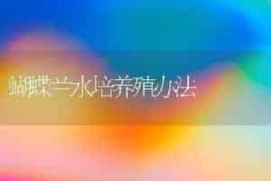 蝴蝶兰水培养殖办法