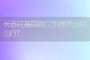 长春花基腐病应怎样防治和治疗?