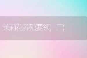 茉莉花养殖要领(三)