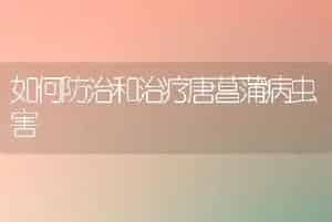 如何防治和治疗唐菖蒲病虫害