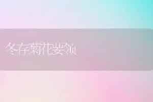 冬存菊花要领