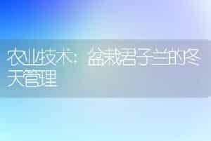 农业技术:盆栽君子兰的冬天管理