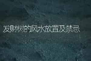 发财树的风水放置及禁忌