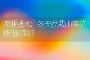 农业技术:冬天盆栽山茶花能施肥吗？