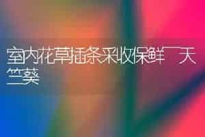室内花草插条采收保鲜～天竺葵