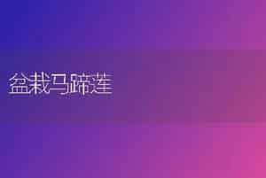 盆栽马蹄莲