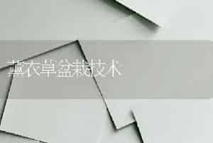 薰衣草盆栽技术