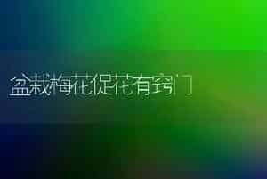 盆栽梅花促花有窍门