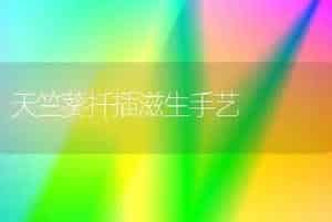 天竺葵扦插滋生手艺