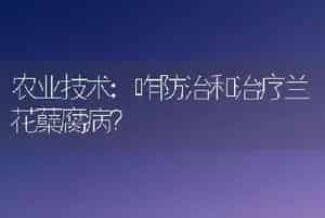 农业技术:咋防治和治疗兰花蘖腐病？