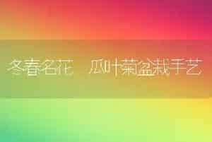 冬春名花―瓜叶菊盆栽手艺