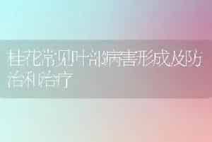 桂花常见叶部病害形成及防治和治疗