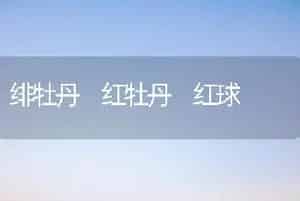 绯牡丹 红牡丹 红球