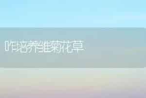 咋培养雏菊花草