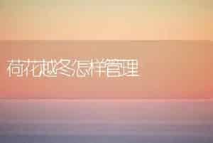 荷花越冬怎样管理