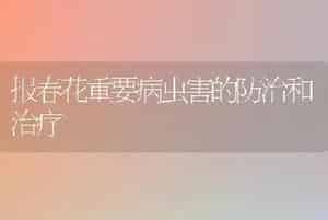 报春花重要病虫害的防治和治疗