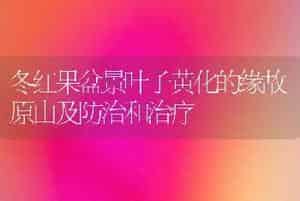 冬红果盆景叶子黄化的缘故原由及防治和治疗