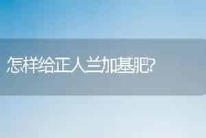 怎样给正人兰加基肥?