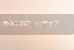 养殖茉莉花的要害手艺