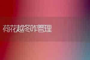 荷花越冬咋管理