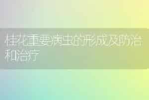 桂花重要病虫的形成及防治和治疗