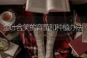 金叶含笑的育苗和种植办法