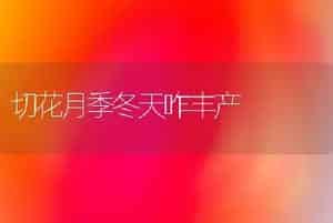 切花月季冬天咋丰产
