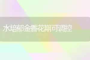 水培郁金香花期可调控