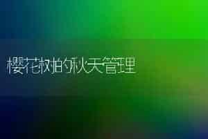 樱花树的秋天管理