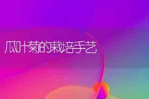 瓜叶菊的栽培手艺