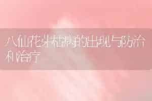 八仙花芽枯病的出现与防治和治疗