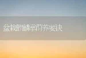 盆栽麒麟掌莳养要诀